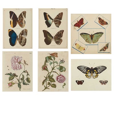 Lot 361 - Maria Sibylla Merian [INSECT AND FLOWER...