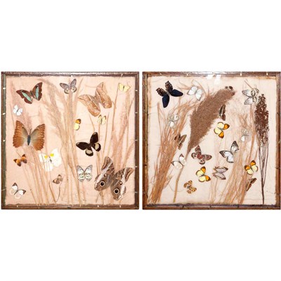Lot 543 - Pair of Victorian Butterfly Specimen Dioramas...