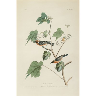 Lot 155 - After John James Audubon BAY-BREASTED WARBLER...