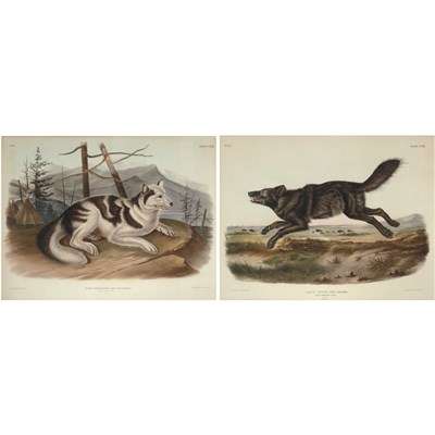 Lot 161 - After John James Audubon BLACK AMERICAN WOLF;...