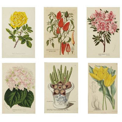 Lot 374 - Johann Wilhelm Weinmann [FLOWER STUDIES] Two...