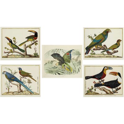 Lot 528 - A. D. Brisson [BIRD STUDIES] Four hand-colored...