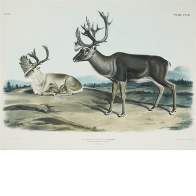 Lot 111 - After John James Audubon CARIBOU OR AMERICAN...