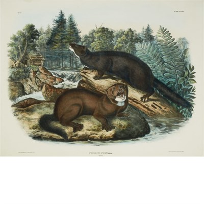 Lot 104 - After John James Audubon BLACK-WINGED HAWK;...