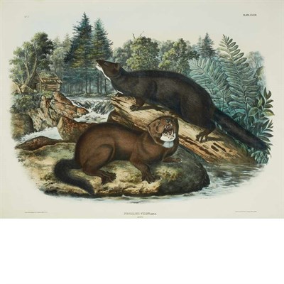 Lot 107 - After John James Audubon MINK Hand-colored...