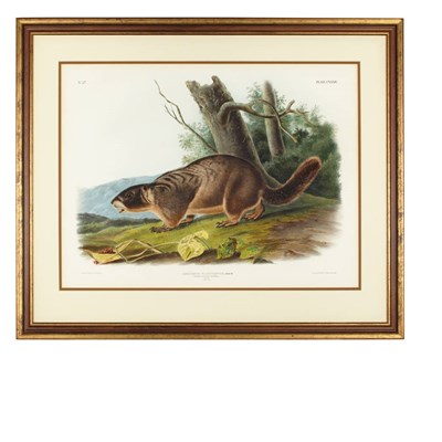 Lot 113 - After John James Audubon FRANKLIN'S MARMOT...
