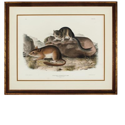 Lot 111 - After John James Audubon BLACK RAT; ROCKY...