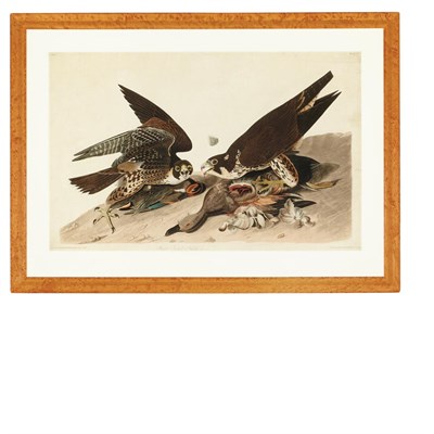 Lot 104 - After John Jay Audubon GREAT FOOTED HAWK...
