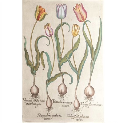 Lot 112 - Basil Besler TULIPA ALBICANS MARGINE COCCINEO;...