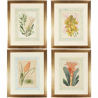 Lot 113 - Artist Unknown [PLANT STUDIES] Four...