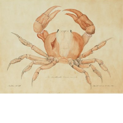 Lot 83 - Aloys Zotl German, 1803-1897 Land Crab, 1869...