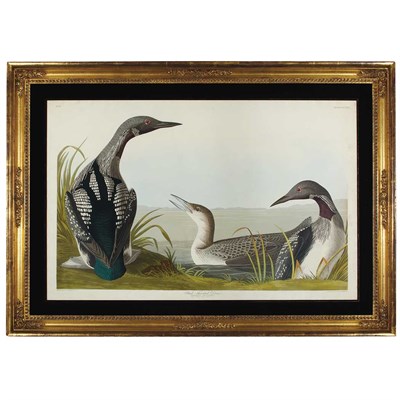 Lot 108 - After John James Audubon BLACK-THROATED DIVER...