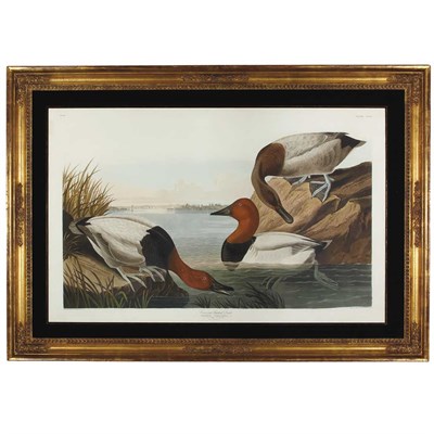 Lot 106 - After John James Audubon CANVAS BACKED DUCK...