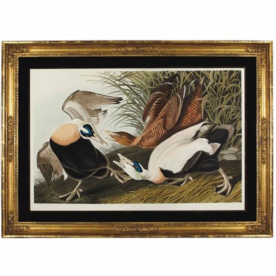 Lot 105 - After John James Audubon EIDER DUCK...