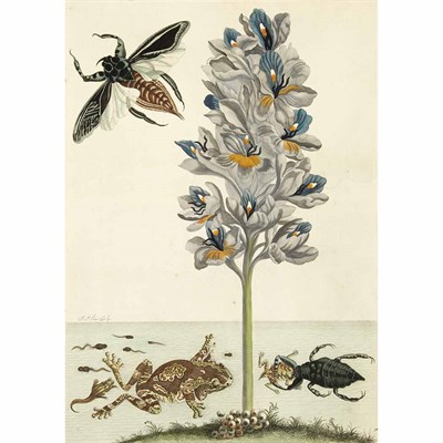 Lot 253 - [COLOR PLATE] MERIAN, MARIA SYBILLA. Over de...