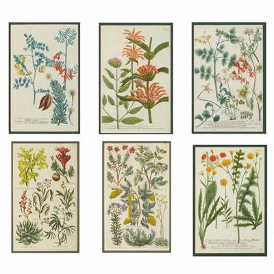 Lot 245 - Johann Weinmann [WILDFLOWER STUDIES] Four hand-...