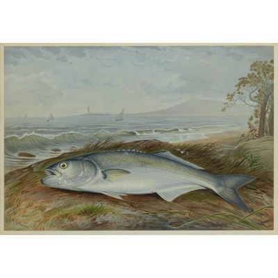 Lot 261 - Samuel A. Kilbourne [GAME FISH STUDIES] Four...