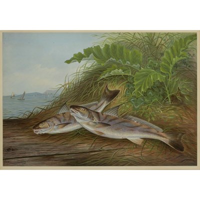 Lot 261 - Samuel A. Kilbourne [GAME FISH STUDIES] Four...