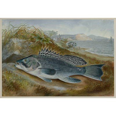 Lot 261 - Samuel A. Kilbourne [GAME FISH STUDIES] Four...