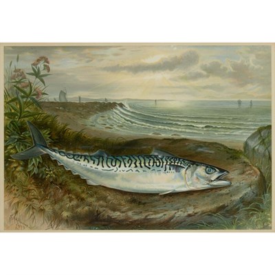 Lot 261 - Samuel A. Kilbourne [GAME FISH STUDIES] Four...