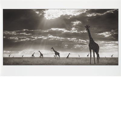 Lot 32 - BRANDT, NICK [Giraffes in evening light,...