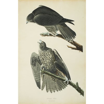 Lot 101 - After John James Audubon LABRADOR FALCON...