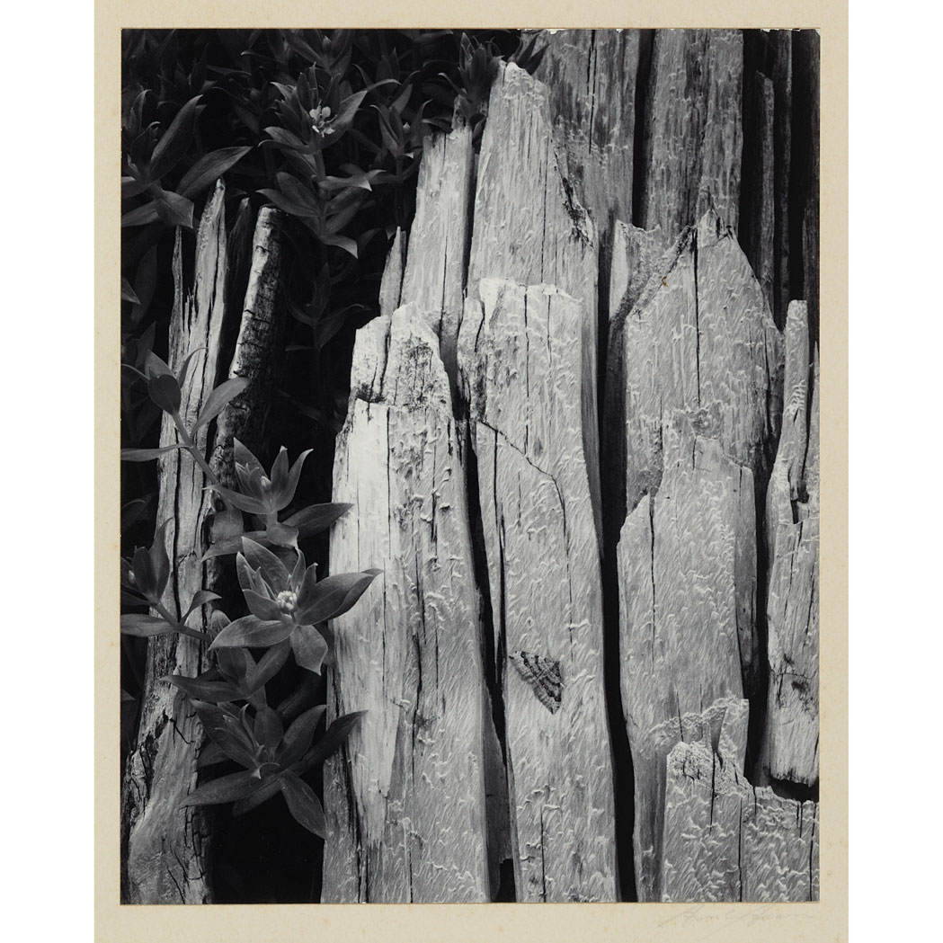 Lot 16 - ADAMS, ANSEL (1902-1984) Pair of photographs...