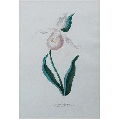 Lot 82 - 19th/20th Century Floral Studies: Six Each...