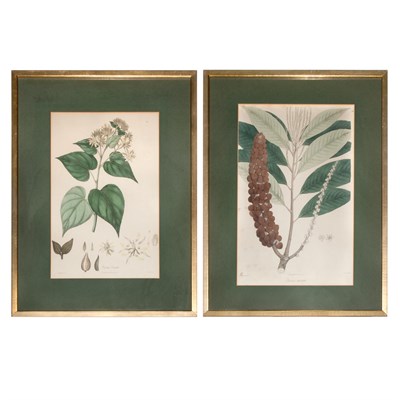 Lot 86 - Engelmann, printer [PLANT STUDIES] Eight...