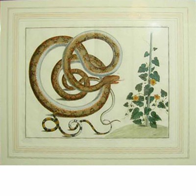 Lot 494 - Albertus Seba SERPENTS Hand-colored engraving,...