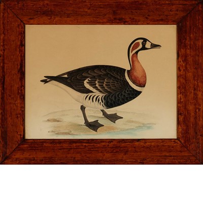 Lot 83 - Various Artists [BIRD STUDIES] Nine color...