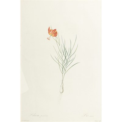 Lot 126 - After P. J. Redoute GLADIOLUS HIRSUTUS; LILIUM...