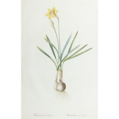 Lot 121 - After P. J. Redoute NARCISSUS GOUANI;...