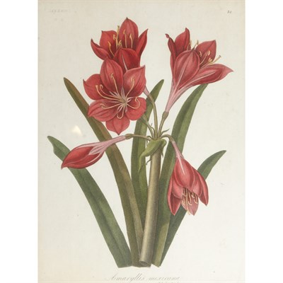 Lot 123 - Antonio Serantoni [FLOWER STUDIES] Four...