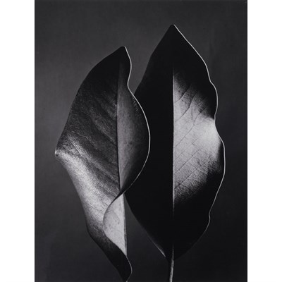 Lot 26 - BERNHARD, RUTH (1905-2006) [Two Leaves,...