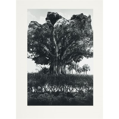 Lot 187 - UELSMANN, JERRY (b. 1954) "Rock-Tree" 1969....