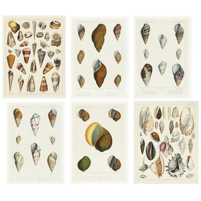 Lot 257 - Oudard [SHELL STUDIES] Four hand-colored...