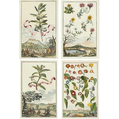 Lot 173 - Johann Christoph Volckamer (1644-1720) [CITRUS...