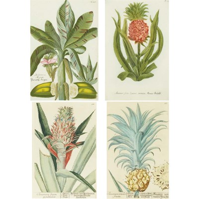 Lot 174 - Johann Wilhelm Weinmann (1683-1741) [PLANT...