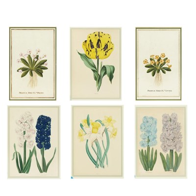 Lot 511 - Frederick W. Smith [FLORAL STUDIES] Four...