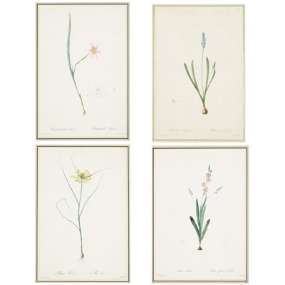 Lot 424 - After P. J. Redoute [FLOWER STUDIES] Four hand-...