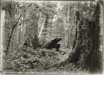 Lot 164 - SUDEK, JOSEF (1896-1976) [Mionsi Forest,...