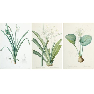 Lot 578 - After Pierre-Joseph Redoute [FLOWER STUDIES]...