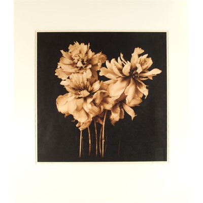 Lot 322 - BARROW, REENIE (b. 1944) Patrici 2009. Iris...