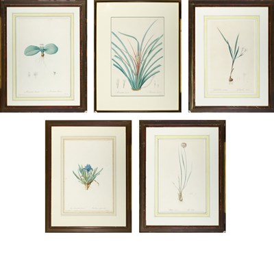 Lot 132 - After Pierre-Joseph Redoute [PLANT STUDIES]...