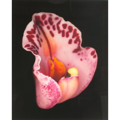Lot 99 - WOOLF, JOHN (b. 1952) Orchid Inner Petal 2003....