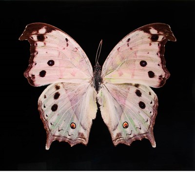 Lot 552 - WOOLF, JOHN (b. 1952) Salamis Parhassus,...