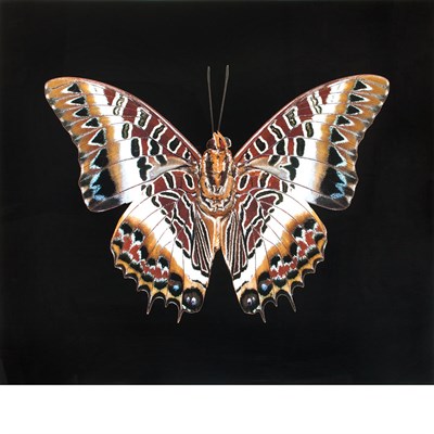 Lot 553 - WOOLF, JOHN (b. 1952) Charaxes Castor Africa...