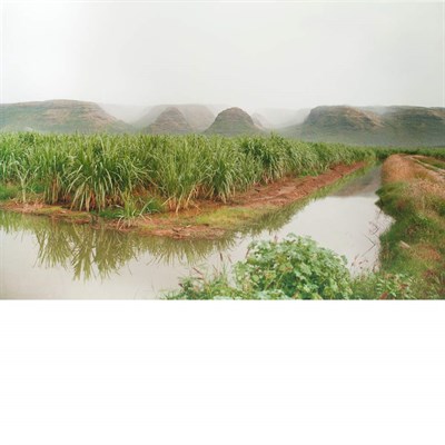 Lot 585 - MAYES, ELAINE (b. 1936) Kekaha Cane Fields,...