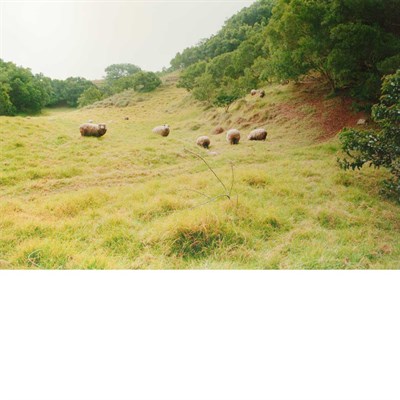 Lot 595 - MAYES, ELAINE (b. 1936) Feral Sheep, Molokai...